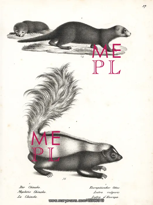 : Striped skunk and otter : Striped skunk and otter