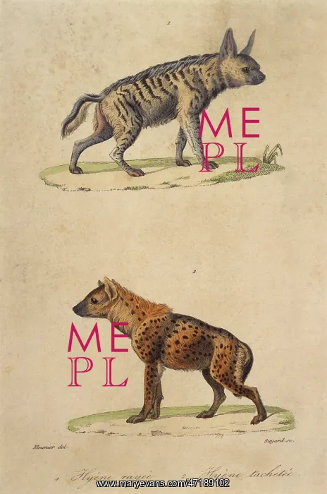  : STRIPED & SPOTTED HYENA