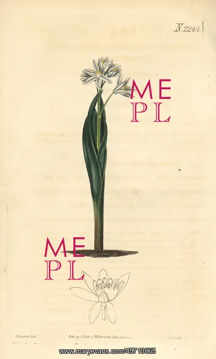 : Striped squill, Puschkinia scilloides : Striped squill, Puschkinia scilloides