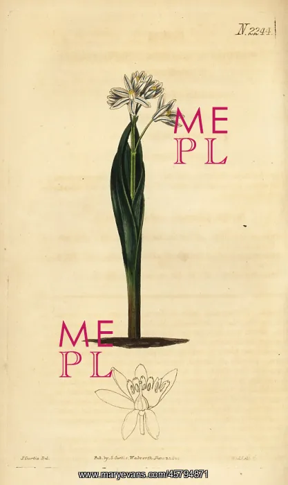 : Striped squill, Puschkinia scilloides : Striped squill, Puschkinia scilloides