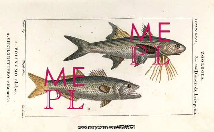: Striped threadfin and bluefish : Striped threadfin and bluefish