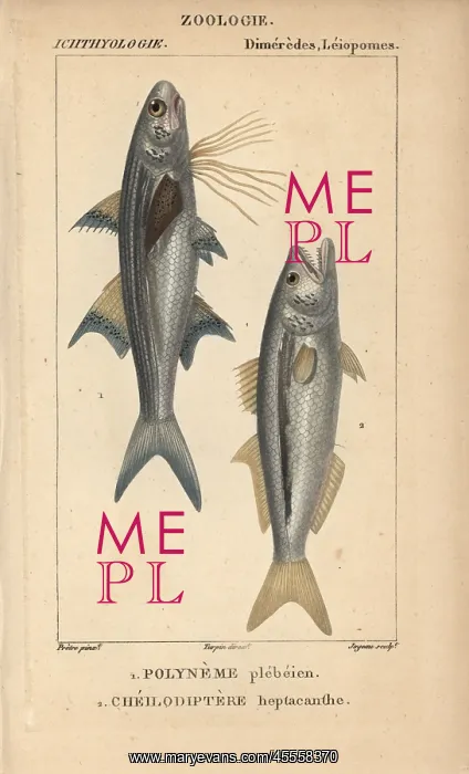 : Striped threadfin, Polydactylus plebeius, and : Striped threadfin, Polydactylus plebeius, and
