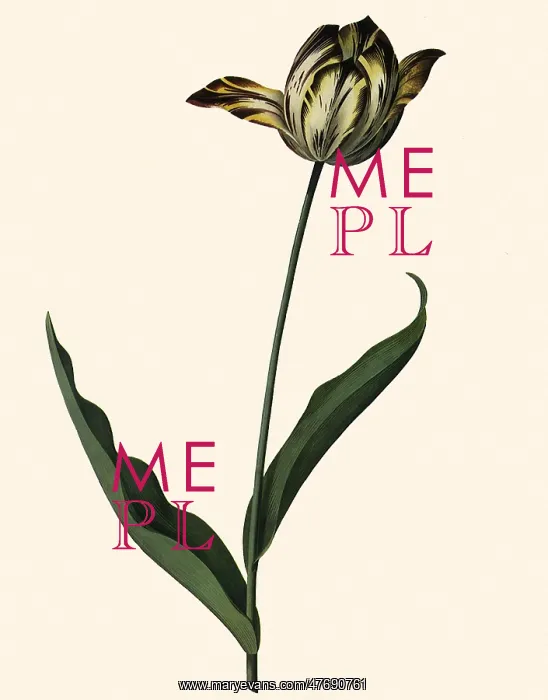 : Striped Tulip : Striped Tulip