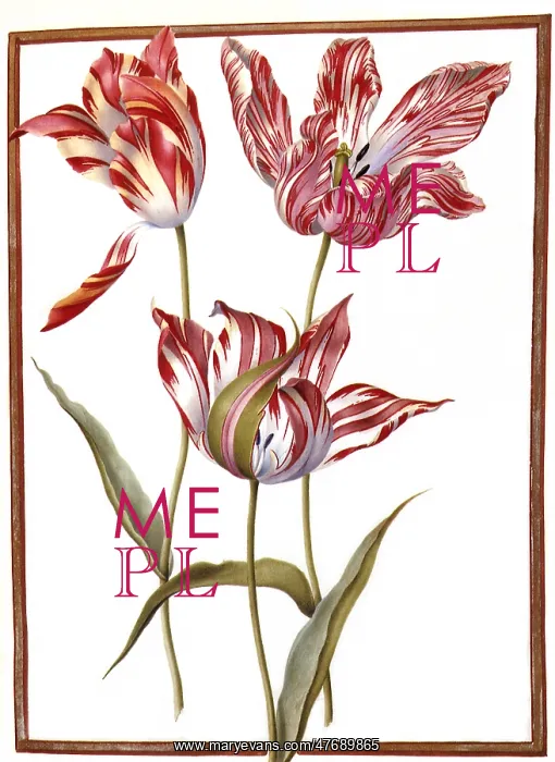 : Striped Tulips : Striped Tulips