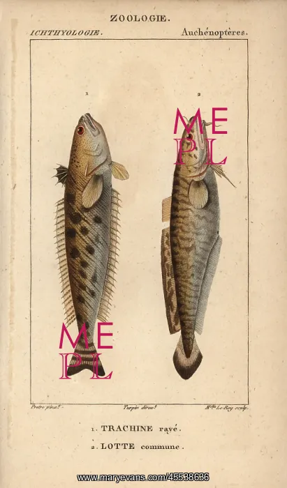 : Striped weever, Trachinus lineolatus, and ling : Striped weever, Trachinus lineolatus, and ling