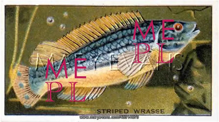 : STRIPED WRASSE / 1928 : STRIPED WRASSE / 1928