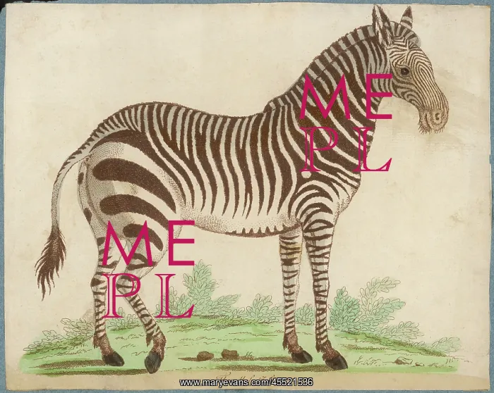 : ZEBRA. An early depiction of a male zebra (equus or hippotigris zebra) : ZEBRA. An early depiction of a male zebra (equus or hippotigris zebra)