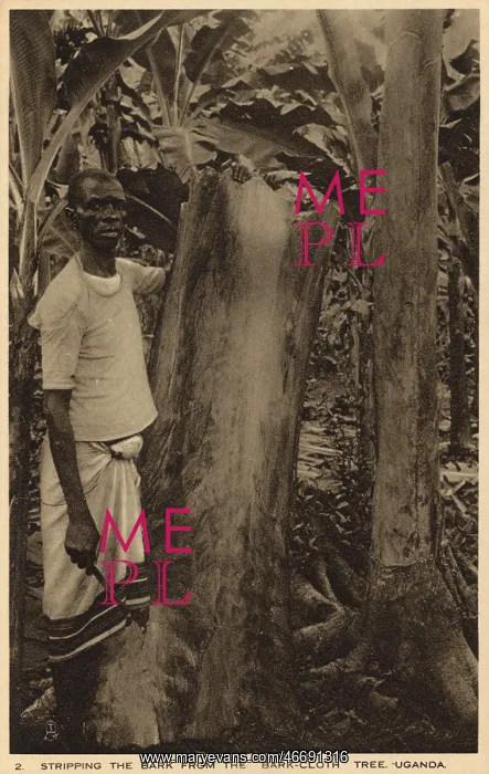 : Stripping the bark from the barkcloth tree, Uganda : Stripping the bark from the barkcloth tree, Uganda