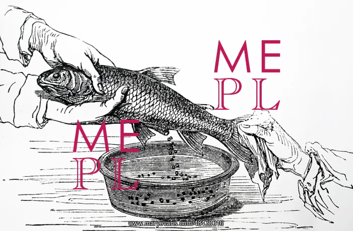 : Stripping eggs from a fish at a fish farm : Stripping eggs from a fish at a fish farm