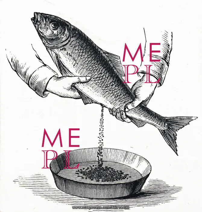 : Stripping eggs from a fish at a fish farm : Stripping eggs from a fish at a fish farm