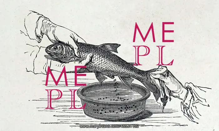 : Stripping eggs from a hen fish at a fish farm : Stripping eggs from a hen fish at a fish farm