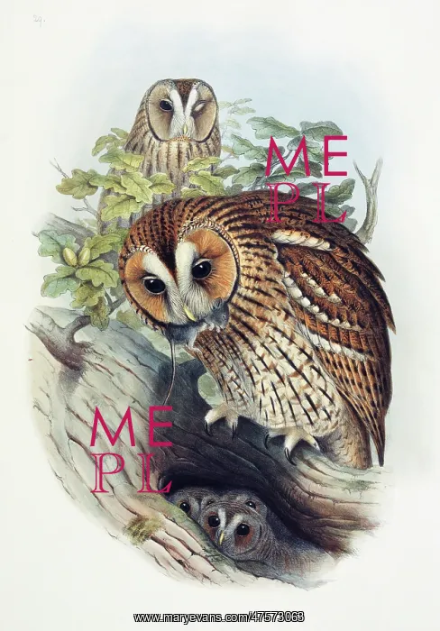 : Strix aluco, tawny owl : Strix aluco, tawny owl