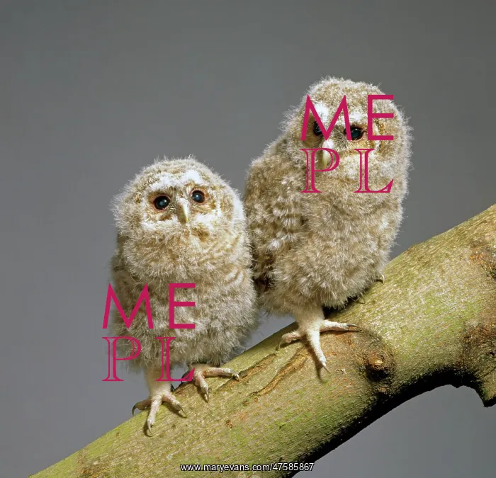 : Strix aluco, tawny owl : Strix aluco, tawny owl