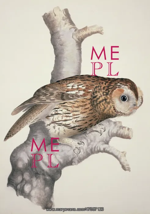 : Strix aluco, tawny owl : Strix aluco, tawny owl