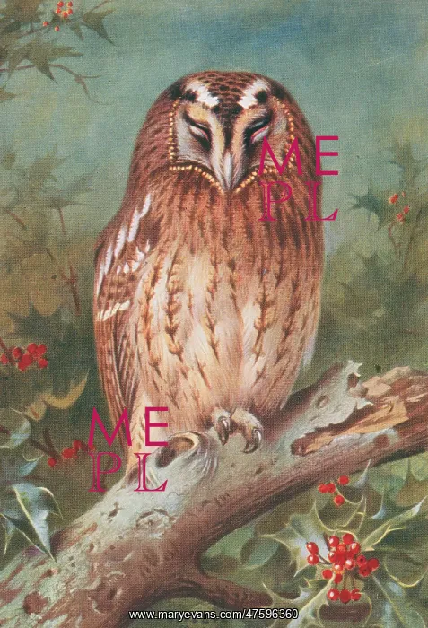 : Strix aluco, tawny owl : Strix aluco, tawny owl