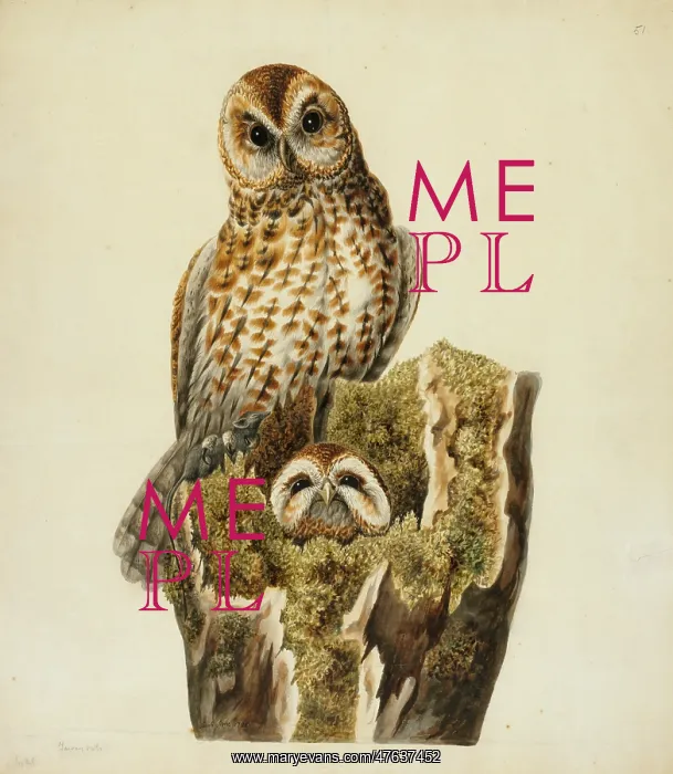 : Strix aluco, tawny owls : Strix aluco, tawny owls