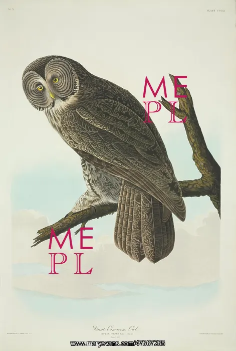 : Strix nebulosa, great grey owl : Strix nebulosa, great grey owl