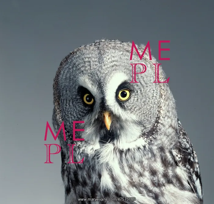 : Strix nebulosa, great grey owl : Strix nebulosa, great grey owl
