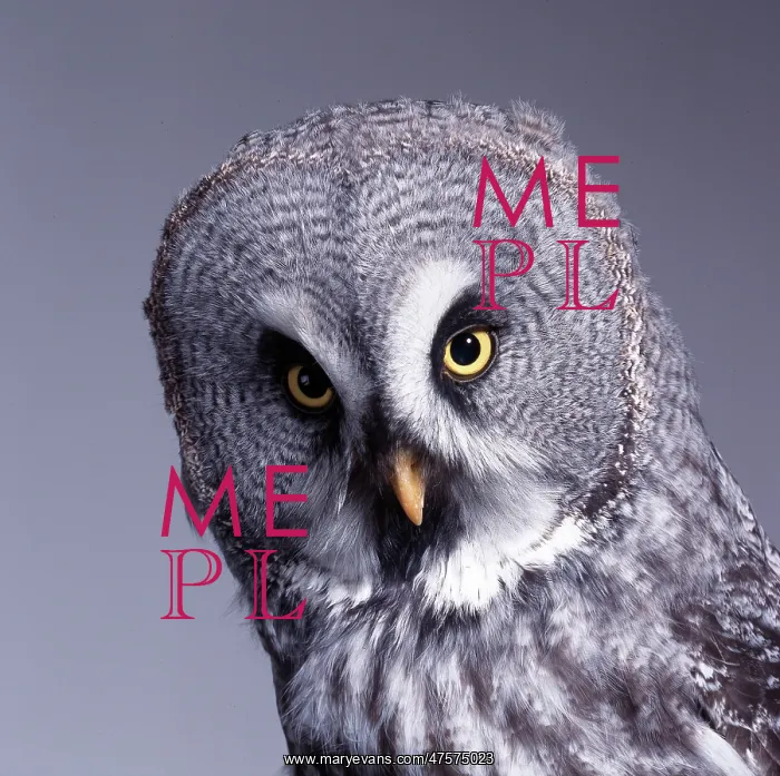 : Strix nebulosa, great grey owl : Strix nebulosa, great grey owl