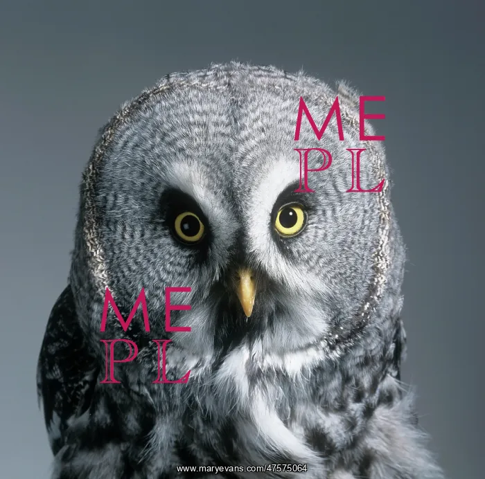 : Strix nebulosa, great grey owl : Strix nebulosa, great grey owl