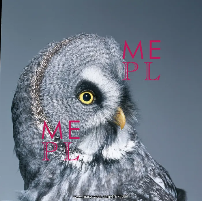 : Strix nebulosa, great grey owl : Strix nebulosa, great grey owl