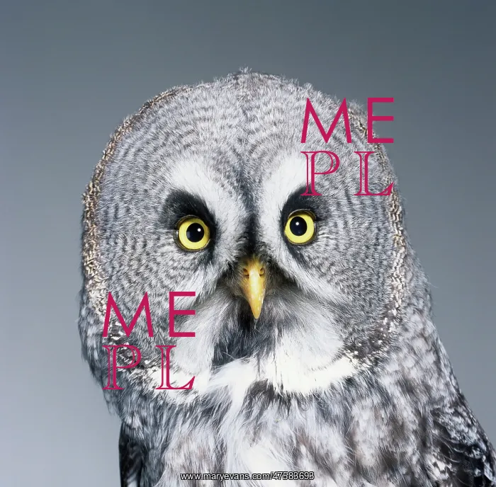 : Strix nebulosa, great grey owl : Strix nebulosa, great grey owl