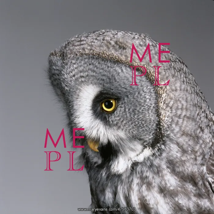 : Strix nebulosa, great grey owl : Strix nebulosa, great grey owl