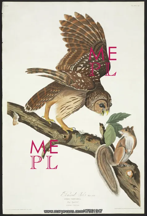 : Strix varia, barred owl : Strix varia, barred owl