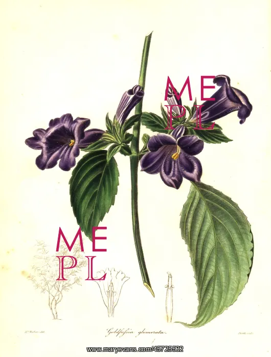 : Strobilanthes glomerata : Strobilanthes glomerata