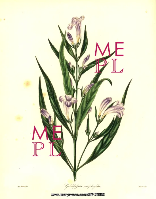 : Strobilanthes persicifolia : Strobilanthes persicifolia