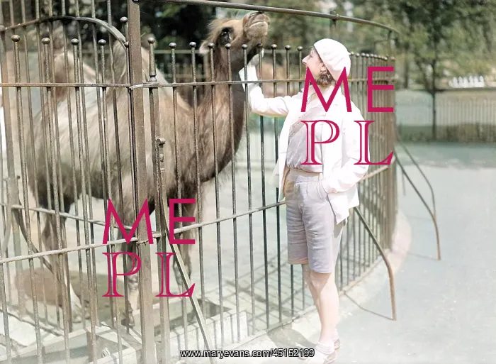 : STROKING A CAMEL : STROKING A CAMEL