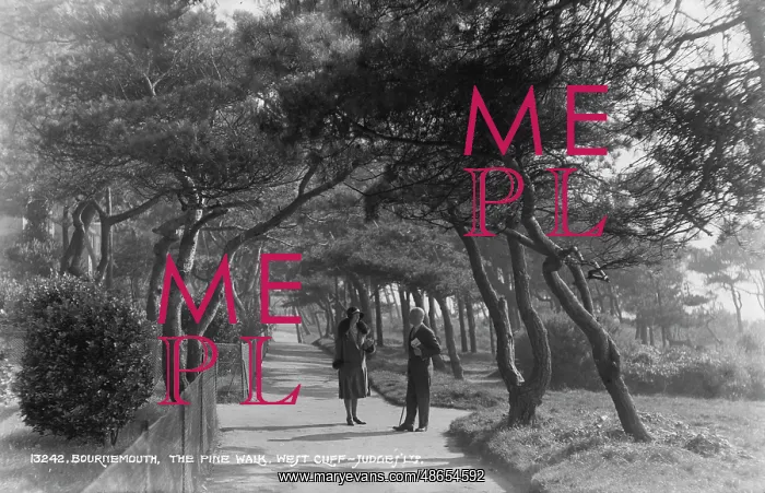 : Stroll Along the Pine Walk : Stroll Along the Pine Walk