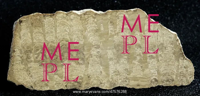 : Stromatolite : Stromatolite