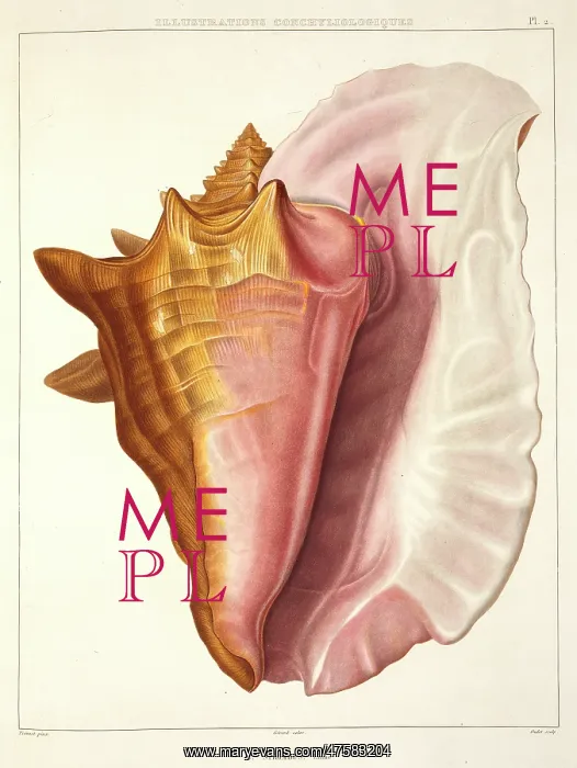 : Strombus gigas, queen conch : Strombus gigas, queen conch