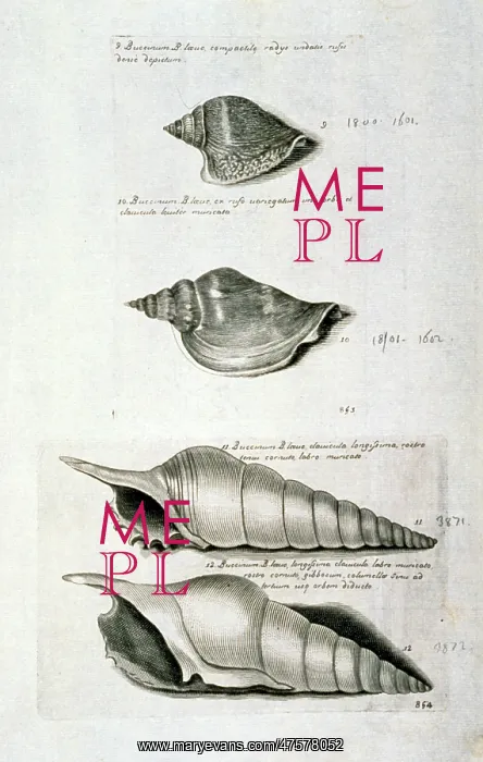 : Strombus pugilis, West Indian fighting conch : Strombus pugilis, West Indian fighting conch