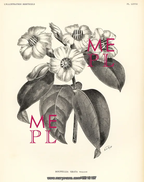 : Strophanthus gratus : Strophanthus gratus