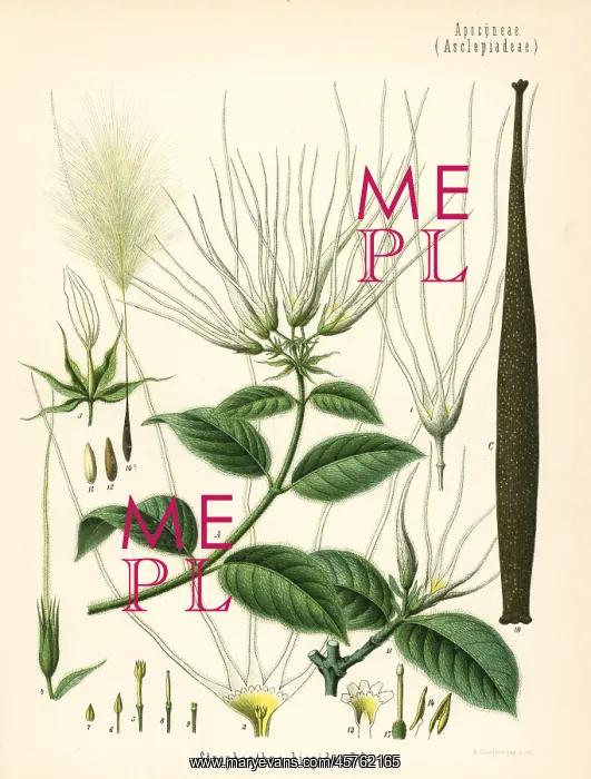 : Strophanthus hispidus : Strophanthus hispidus