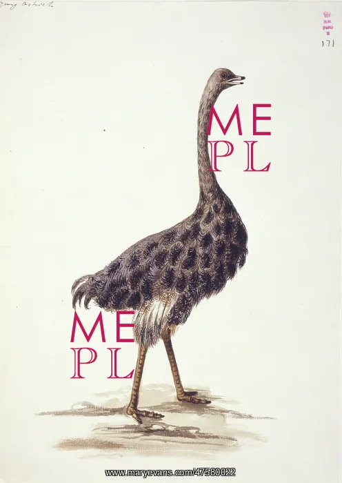 : Struthio camelus, ostrich : Struthio camelus, ostrich