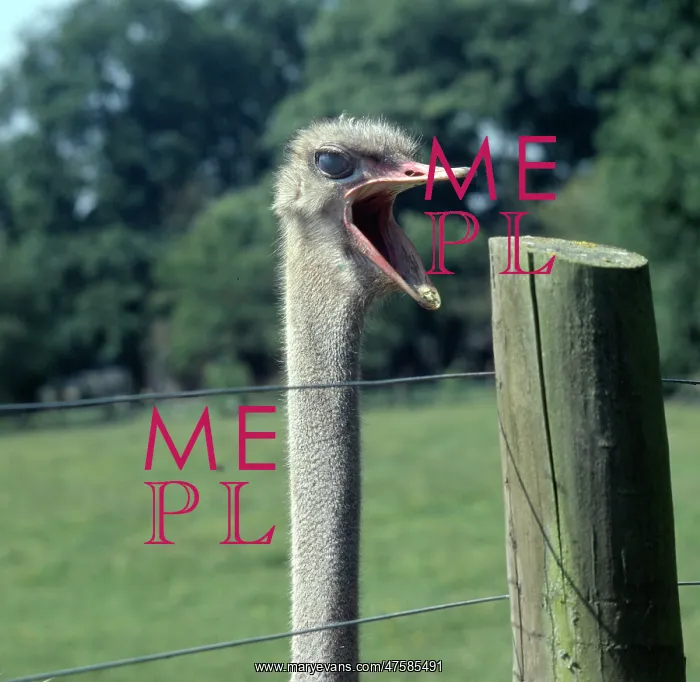 : Struthio camelus, ostrich : Struthio camelus, ostrich