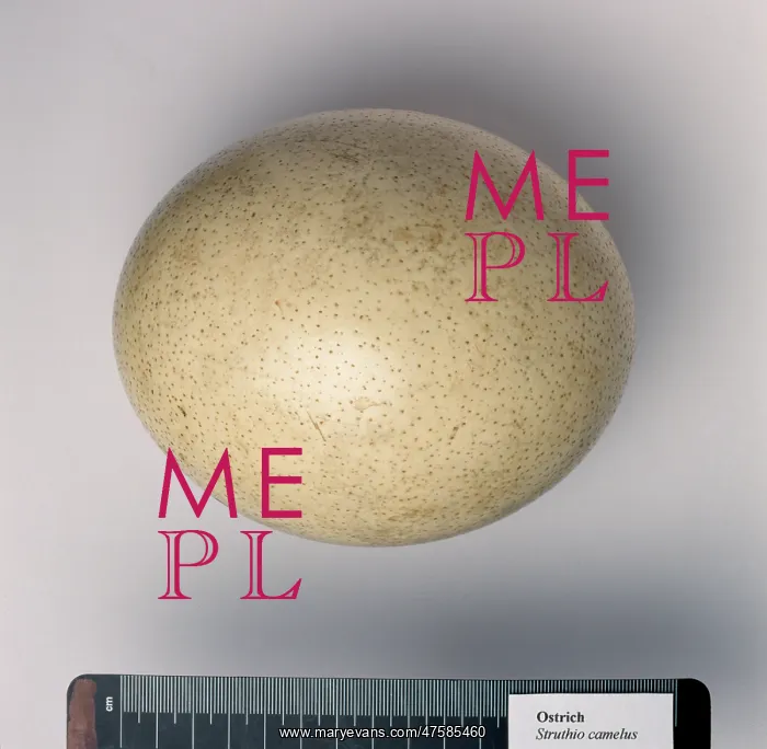 : Struthio camelus, ostrich egg : Struthio camelus, ostrich egg