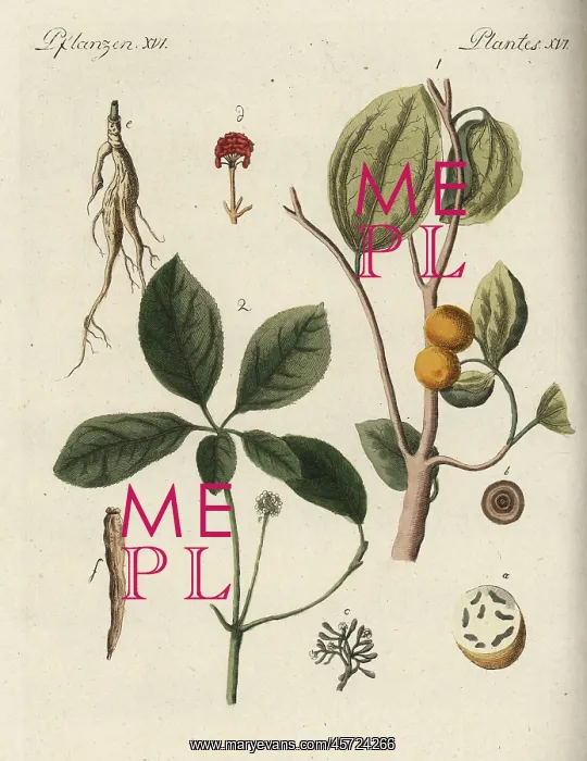  : Strychnine tree and ginseng root