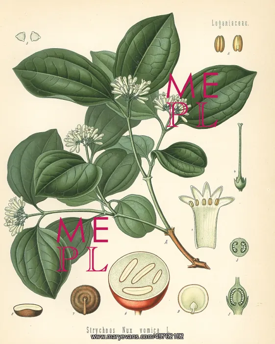 : Strychnine tree, Strychnos nux-vomica : Strychnine tree, Strychnos nux-vomica