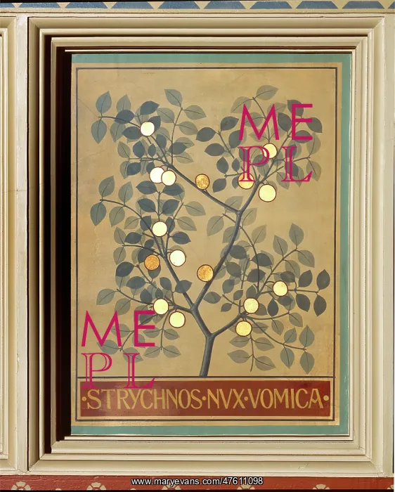 : Strychnos nux vomica, strychnine tree : Strychnos nux vomica, strychnine tree