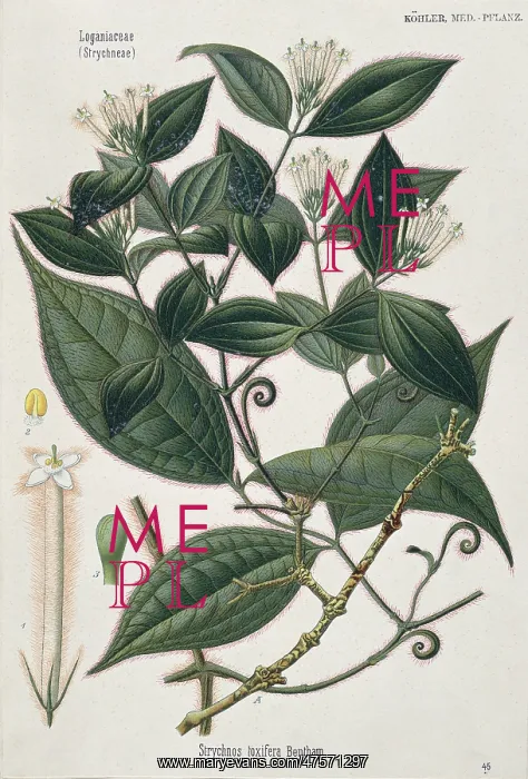 : Strychnos toxifera, strychnos vine : Strychnos toxifera, strychnos vine