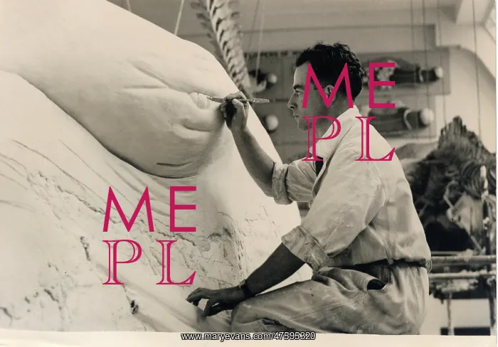 : Stuart Stammwitz working on blue whale model, 1938, The Natu : Stuart Stammwitz working on blue whale model, 1938, The Natu
