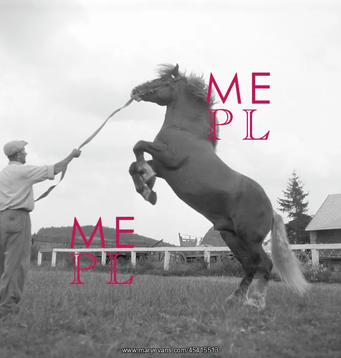 : Stud farm - horse breeding farm - stallion : Stud farm - horse breeding farm - stallion