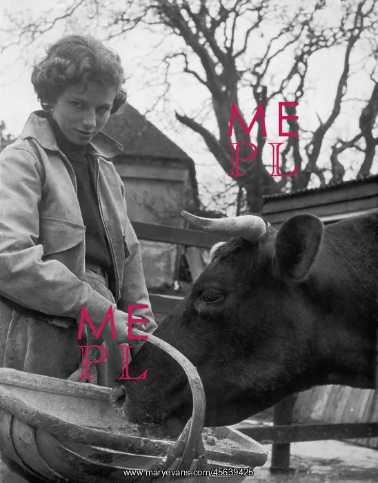 : STUDENT FEEDS COW 1950