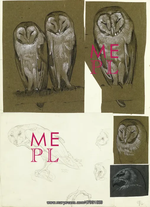 : Studies of barn owls : Studies of barn owls