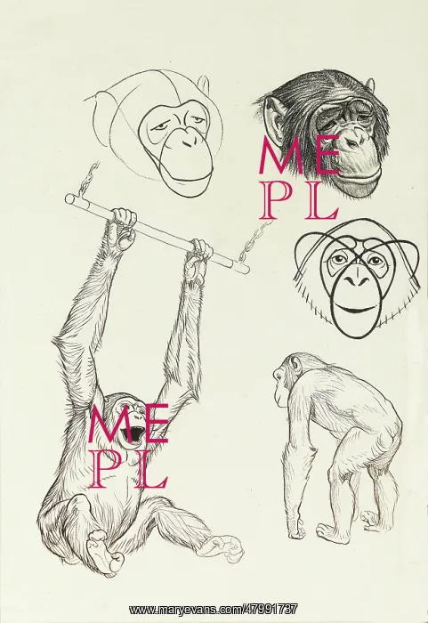 : Studies of chimpanzees : Studies of chimpanzees
