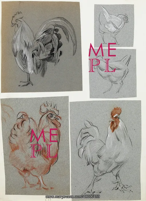  : Five studies of a cockerel